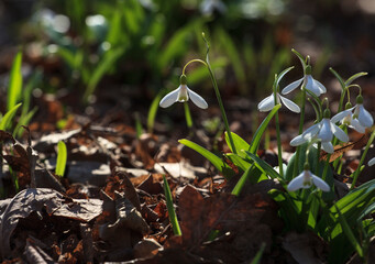 Spring flowers in the Apothecary's garden. Moscow