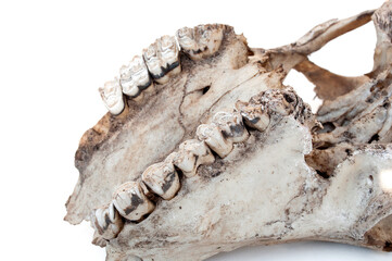 Mammalian teeth and ruminant on white background.
