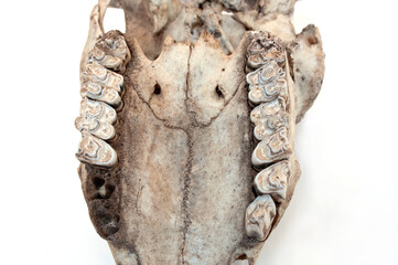 Mammalian teeth and ruminant on white background.