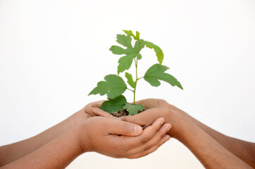 tree plant soil heap closeup holding hands environment conversation concept isolated on white .