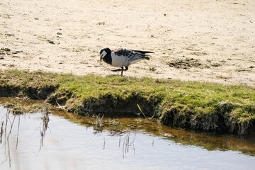A goose is standing next to the lake on the grass, looking for food