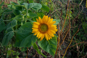 sunflower in the field