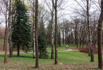 spring landscape park with a walking path, many pines, birches, people are walking in the distance