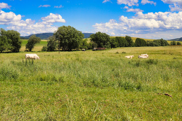 White cows in a pasture on a spring day in rural Germany.