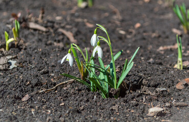 Three buds of the family of white snowdrops on a natural background