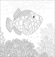 Exotic parrotfish swimming over stinging tentacles of an anemone in warm water of an amazing tropical coral reef in a southern sea, black and white vector cartoon