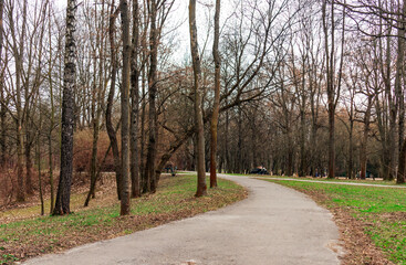 Fototapeta na wymiar spring landscape park with a walking path, many pines, birches