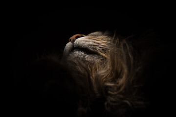 Naklejka premium portrait of a cat from the lower angle