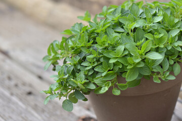 leaf of oregano plant growing in a flower pot on wooden background - obrazy, fototapety, plakaty