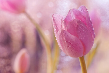 Fototapeta Różowy tulipan, wiosenny kwiat obraz