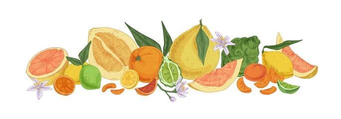 Various tropical citrus fruits. Fresh whole lemons, tangerine segments, orange slices, bergamot half, grapefruit, lime and pomelo. Drawn colored vector illustration isolated on white background
