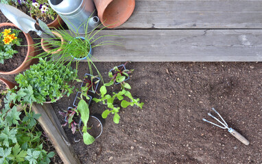 vegetable seedlings and aromatic plant on the soil to be planted   in a garden