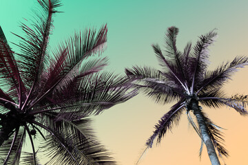Fototapeta na wymiar Tropical palm coconut trees on sunset sky flare and bokeh nature background.