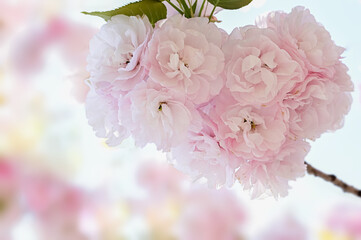 満開の八重桜
