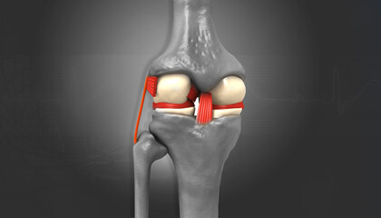 knee anatomy on dark background. 3d illustration.