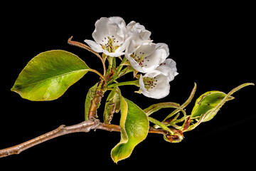 Detail shot of a branch of the pear tree with flowers, buds and leaves