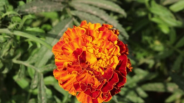 Close-up of Pink yellow flowers of marigold  blooming in the marigold garden .concept for red yellow Marigold Cultivation, Marigold flower  farming, Organic marigold farming,Marigold flower yield