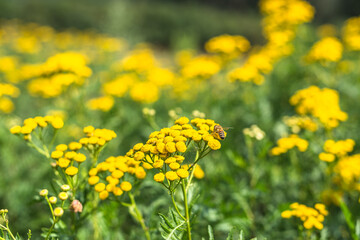 Bitter button or tansy. Fresh herbs - wild medicinal plant on meadow.