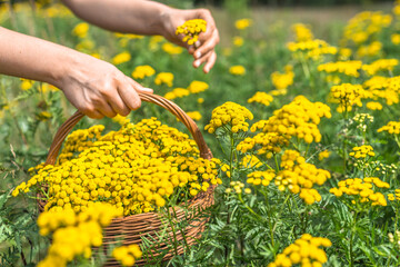 Bitter button or tansy. Fresh herbs harvest - wild herb or medicinal plant farm.
