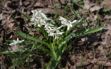 White spring flowers on a natural background in the garden. Selective focus.
