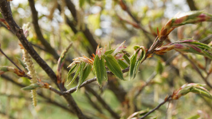 Carpinus cordata | Charme à feuilles en coeur à floraison printanière, feuilles bourgeonnantes, bords sciés et enroulés entre des chatons jaune-crème pendants