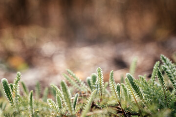 Closeup of newly emerged leaves over green forest floor background, revival of nature in the spring