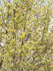 Charme à feuilles en coeur (Carpinus cordata) à houppier ouvert et large couronne, rameaux brun portant des chatons jaune crème-vert à feuillage vert vif bourgeonnant au printemps