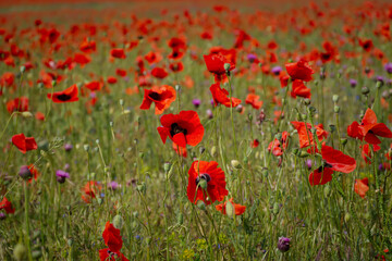 Beautiful poppy field in bright sunlight. Spring flower background, full frame, shallow depth of field. Field of wild flowers. The concept of hot May days, the approach of summer. Natural background.