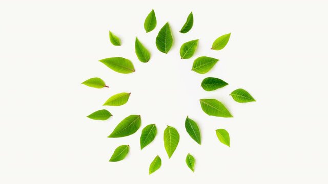 Leaf frame template in motion for presentations, stories, promotions, invitations, advertising, quotes, blogs, smm. Stop motion animation. Video for text. Isolated leaves on a white background.