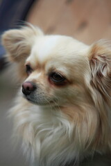 Wonderful Chihuahua dog shown as a portrait