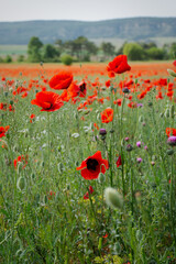 Poppies red flowers blue sky, bright sunny summer landscape. A poppy field on a clear spring day. Colorful natural background for wallpapers, postcards, websites. Juicy flowers stretch up. Copy space
