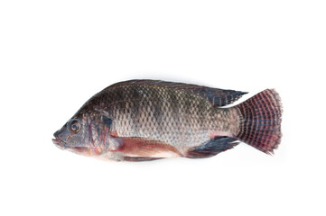 Tilapia fish isolated on white background(Oreochromis niloticus).