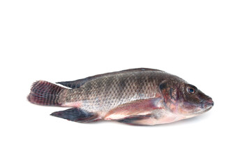 Tilapia fish isolated on white background(Oreochromis niloticus).