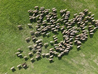 Aerial Shot Flock of Sheeps - Farm In Valley Of Kestrini Agricultral Village In Igoumenitsa Greece,...