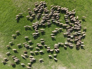 Aerial View sheeps Farm In Valley In Greece