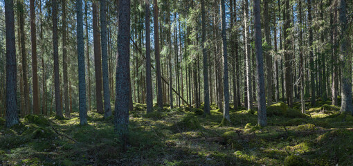 Sunlight morning in natural forest of spruce trees with mossy green boulders.