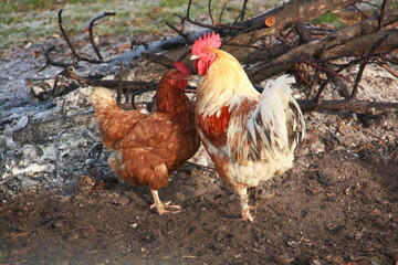 Two hens on a farm