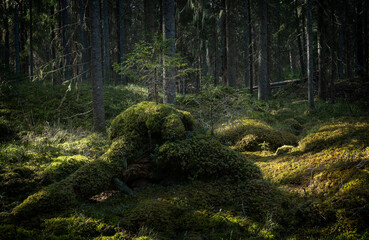 Sunlight morning in natural forest of spruce trees with mossy green boulders. - 427180326