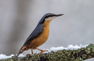 Fototapeta premium Nuthatch on snowy branch
