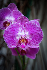 Phalaenopsis Orchid Purple Flower