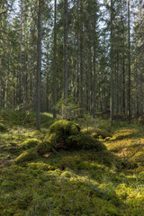 Sunlight morning in natural forest of spruce trees with mossy green boulders.