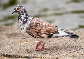 colourful pigeon on the ground
