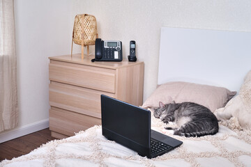 A pet sleeps on a bed by a laptop in an empty room with a workplace, nobody