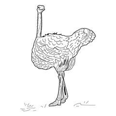 Ostrich sketch hand drawn - Vector