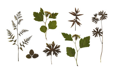 Pressed plants isolated on white. Herbarium