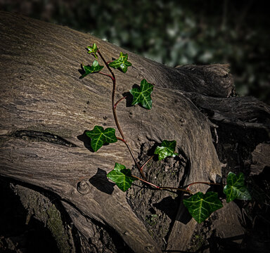 Ivy growing from dead tree