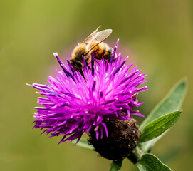 Honey bee on thistle