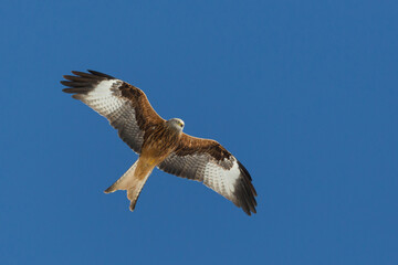 isolated red kite bird (milvus milvus) in flight with spread wings