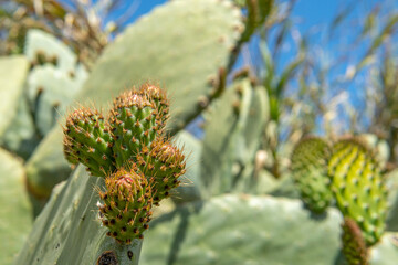 Close-up of a prickly pear cactus. Opuntia ficus-indica