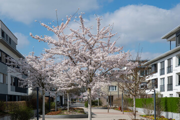 Fototapeta na wymiar White cherry blossom in a modern development with houses